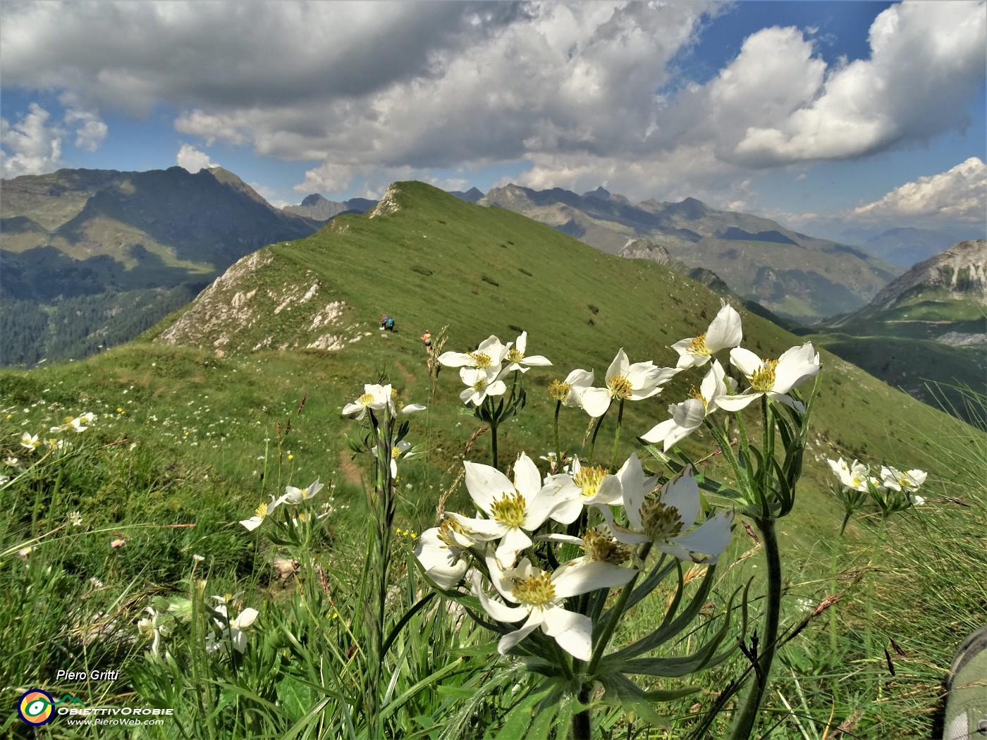 59 Anemonastrum narcissiflorum (anemone narcissino) con vista verso il Monte Vetro.JPG